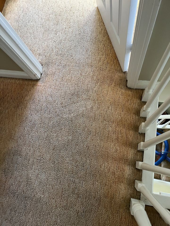 The same doorway carpet later in the visit, with grooming passes visible