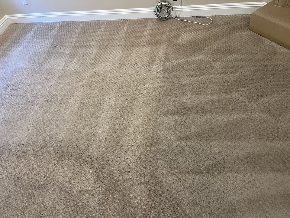 Visible cleaning passes on beige residential carpet