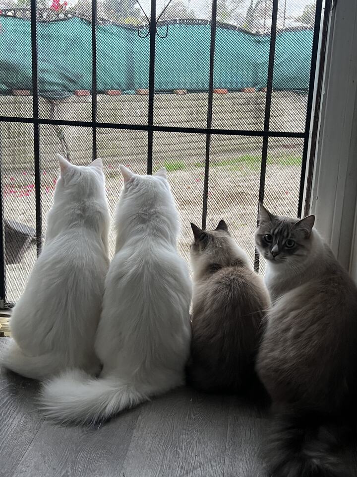 Four cats sitting side by side at a window